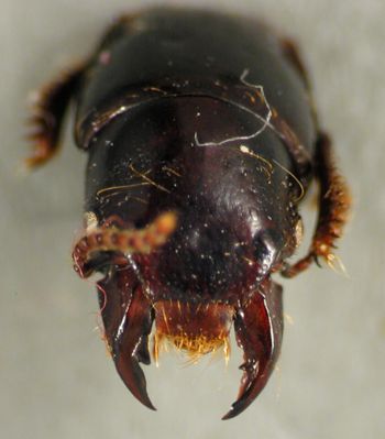 Media type: image;   Entomology 20239 Aspect: head frontal view